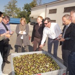 Olive harvest in Umbria.