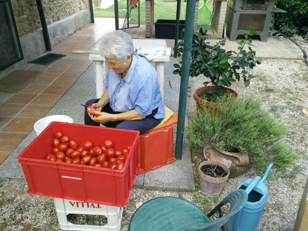 harvesting tomatoes in Cannara