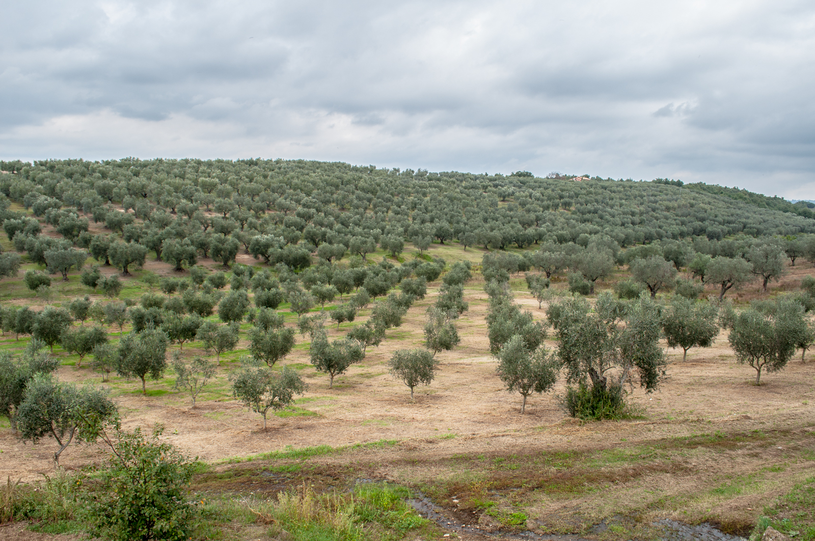 Olive Vineyard