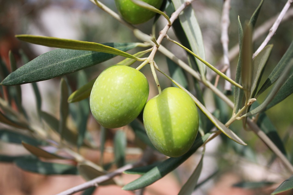 olive cover photo