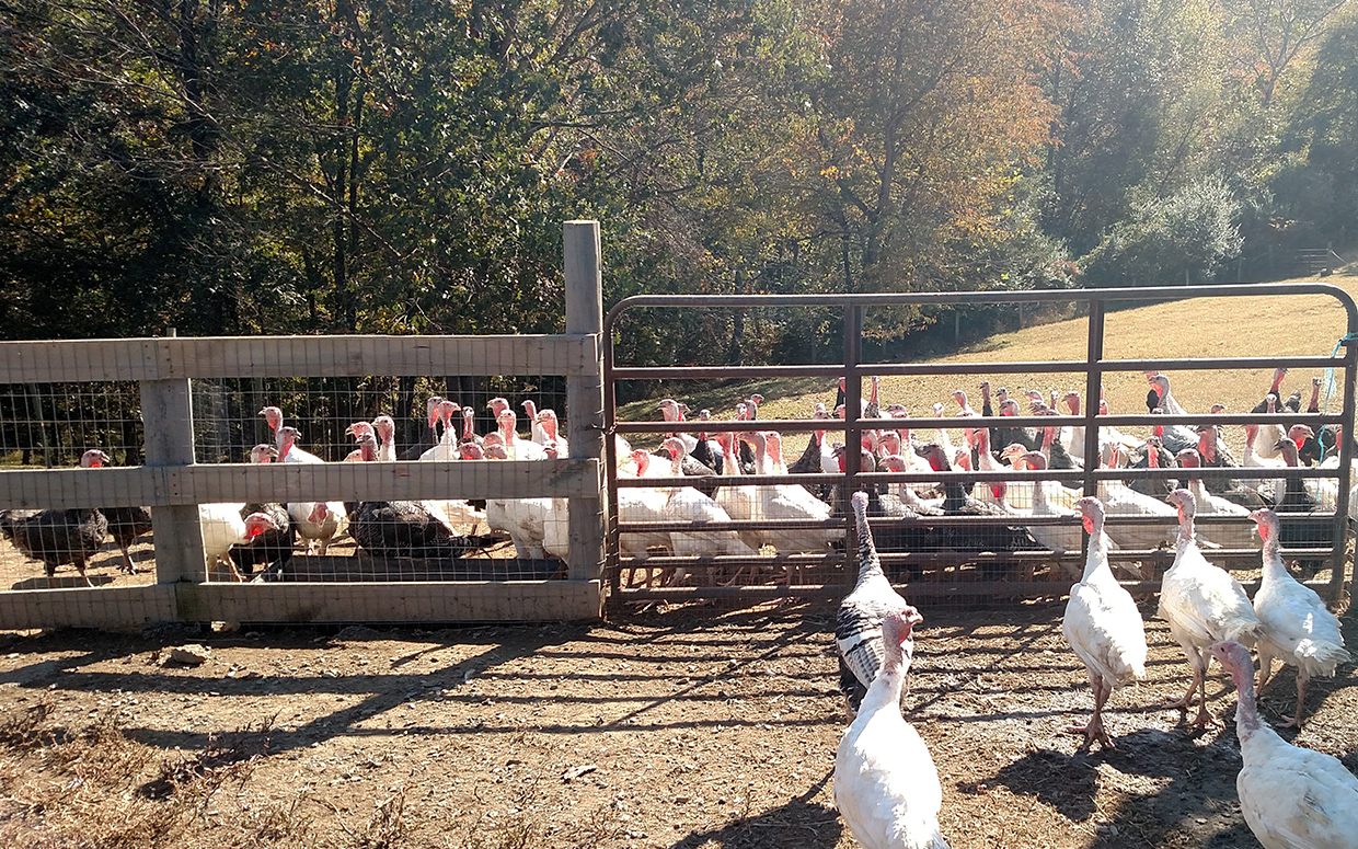 Turkeys at Fields of Athenry